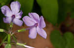 Creeping phlox